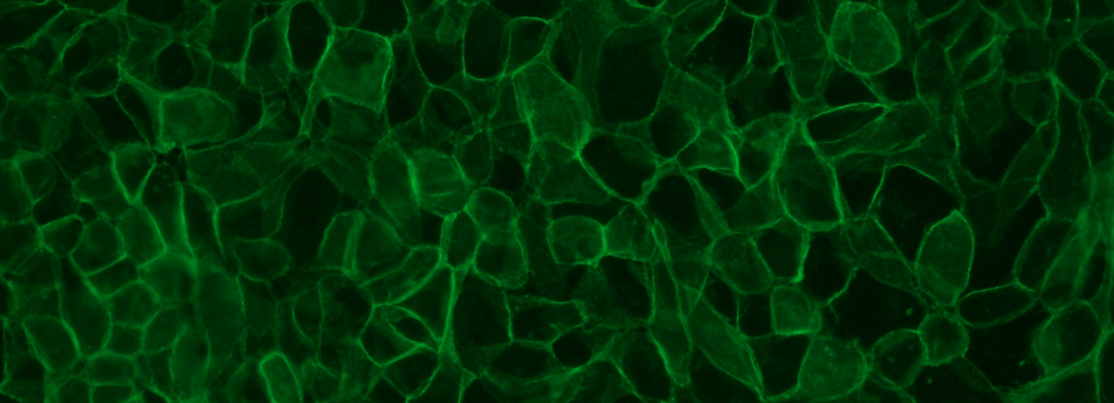 Microscope image